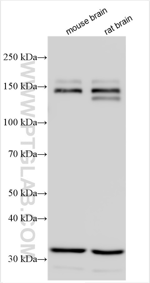 IQSEC3 Antibody in Western Blot (WB)