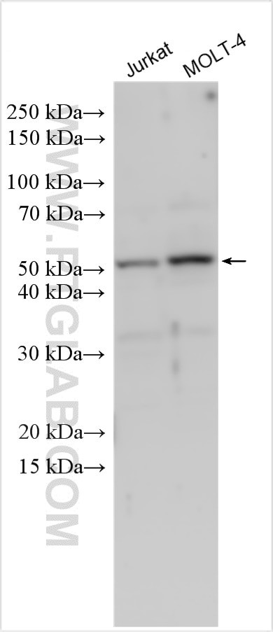 CD1e Antibody in Western Blot (WB)