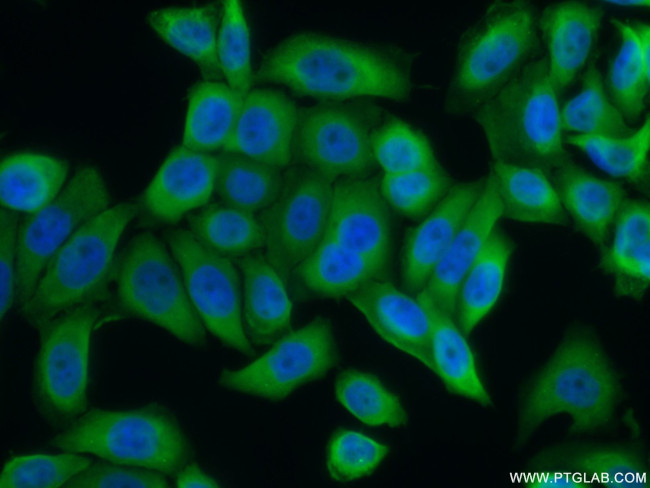 FKBP52 Antibody in Immunocytochemistry (ICC/IF)