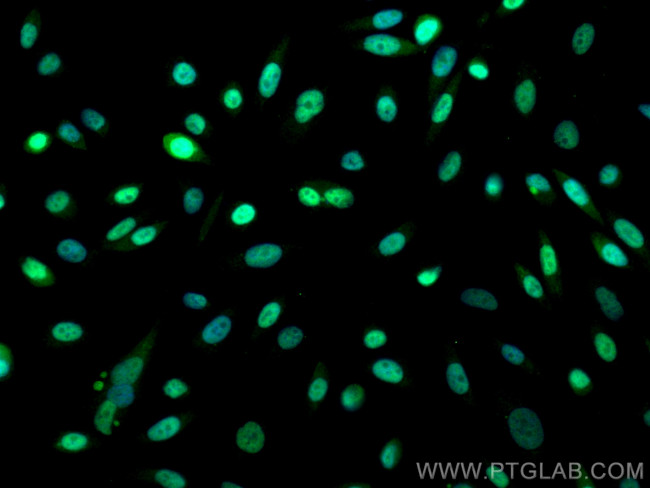 PKP1 Antibody in Immunocytochemistry (ICC/IF)