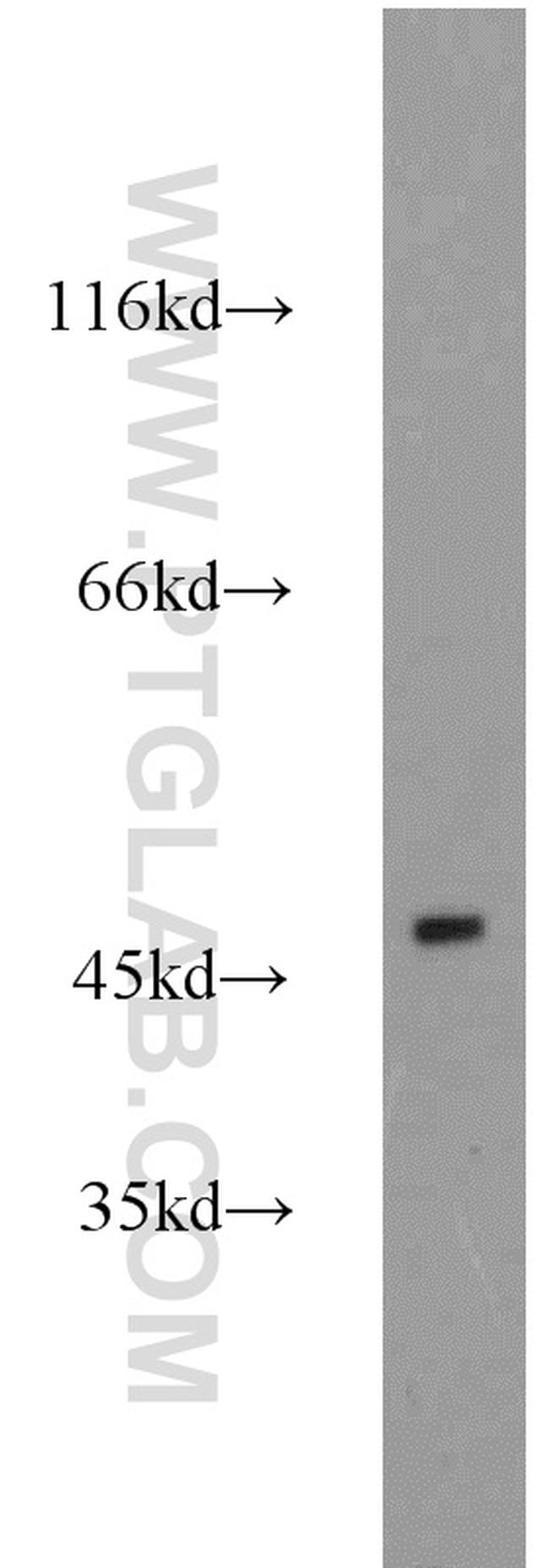 ESRRB Antibody in Western Blot (WB)