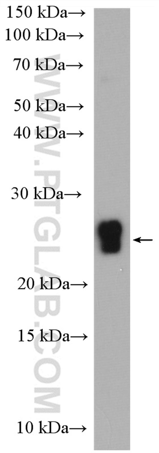 CSN1S1 Antibody in Western Blot (WB)