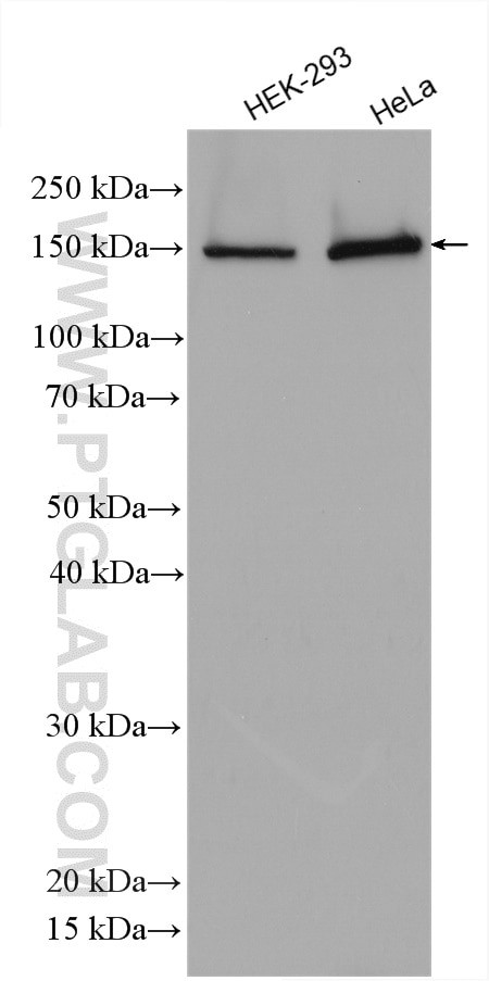 SAMD9 Antibody in Western Blot (WB)