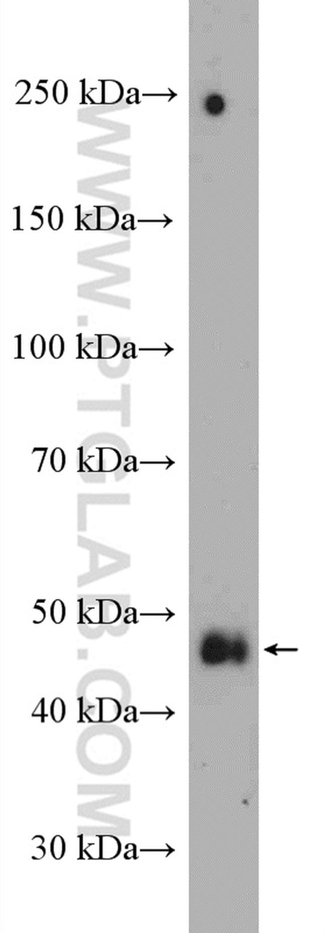 PYGO1 Antibody in Western Blot (WB)