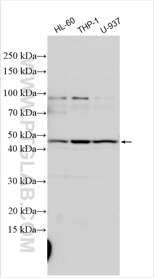 Dectin-1 Antibody in Western Blot (WB)