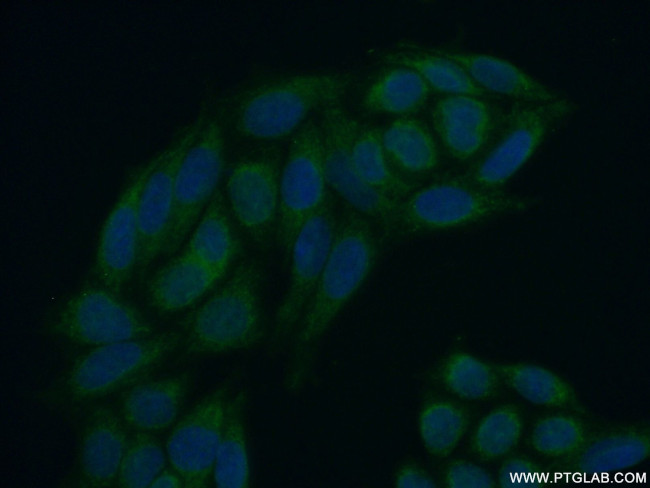 MEX3C Antibody in Immunocytochemistry (ICC/IF)