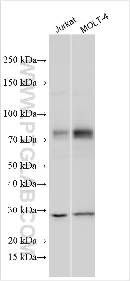 HOXA7 Antibody in Western Blot (WB)