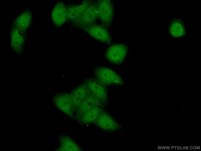 BCL9 Antibody in Immunocytochemistry (ICC/IF)