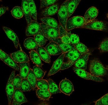 FOXI1/Forkhead Box Protein L1 (Transcription Factor) Antibody in Immunocytochemistry (ICC/IF)