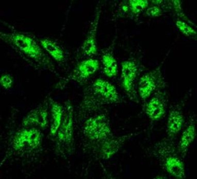 Beclin1 Antibody in Immunocytochemistry (ICC/IF)