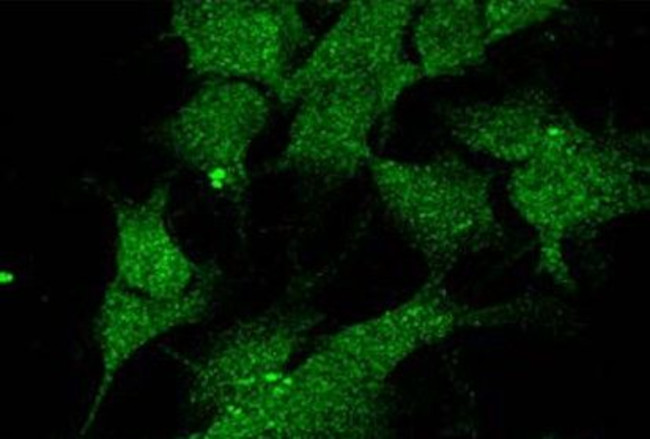 UVRAG Antibody in Immunocytochemistry (ICC/IF)