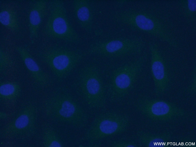 F7 Antibody in Immunocytochemistry (ICC/IF)