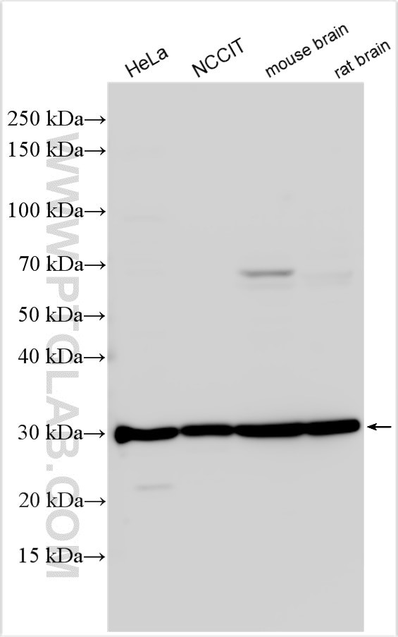 HMX2 Antibody in Western Blot (WB)