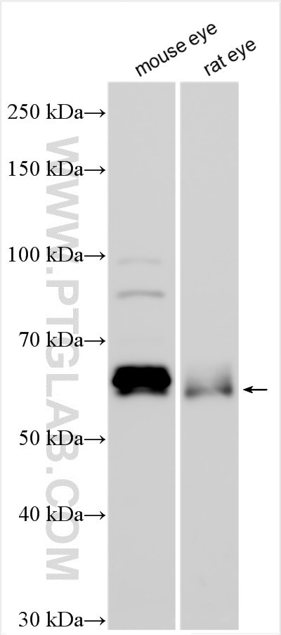 Connexin-50 Antibody in Western Blot (WB)