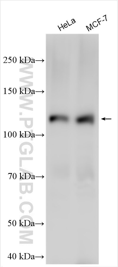 MORC2 Antibody in Western Blot (WB)
