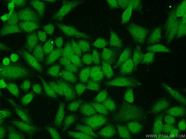 Claspin Antibody in Immunocytochemistry (ICC/IF)