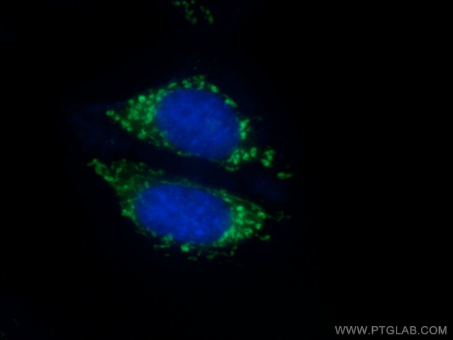 IDH2 Antibody in Immunocytochemistry (ICC/IF)