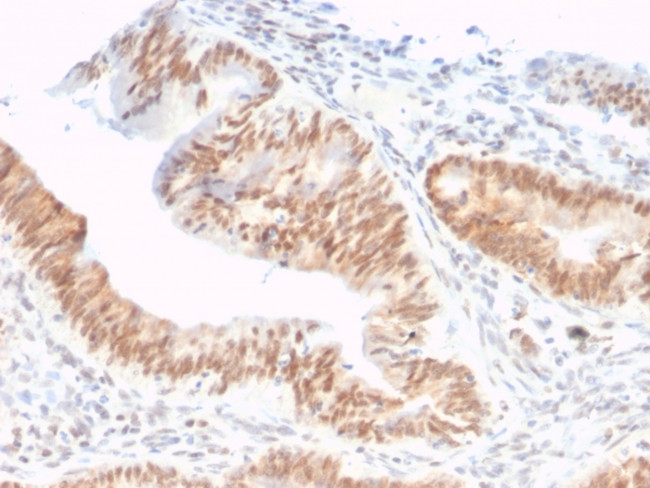 CSTF2T (Transcription Factor) Antibody in Immunohistochemistry (Paraffin) (IHC (P))