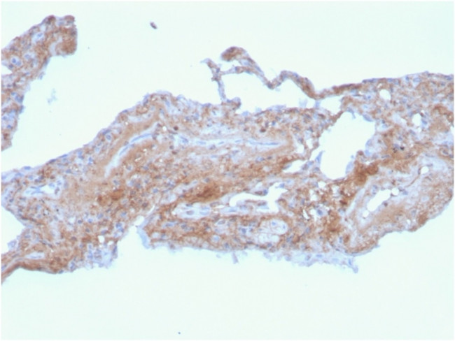 Fibronectin Antibody in Immunohistochemistry (Paraffin) (IHC (P))