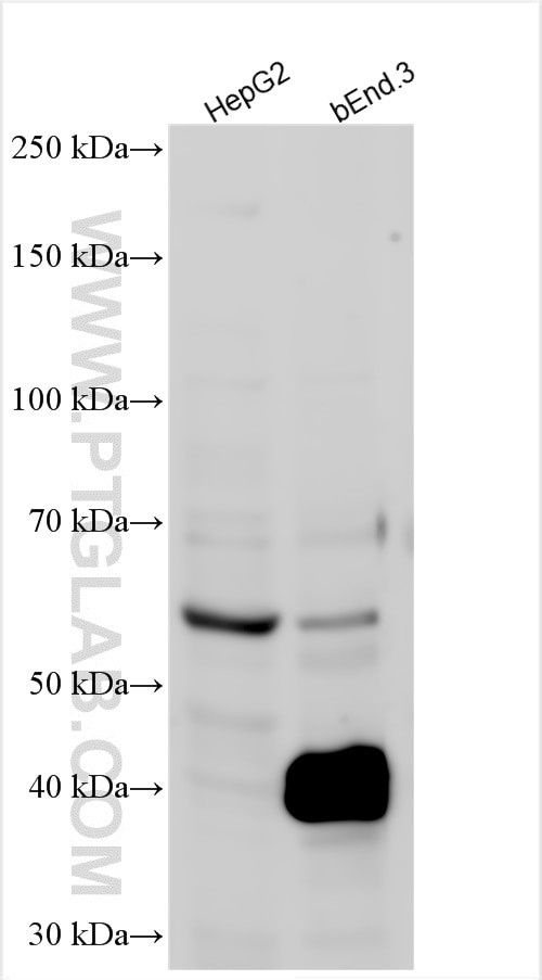 KLF2 Antibody in Western Blot (WB)