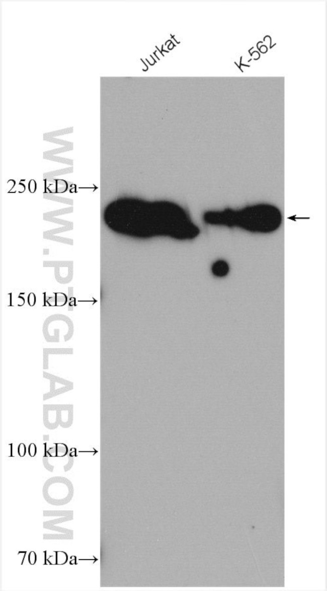 ARID2 Antibody in Western Blot (WB)