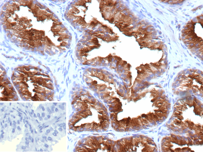 FOLH1/PSMA (Prostate Epithelial Marker) Antibody in Immunohistochemistry (Paraffin) (IHC (P))