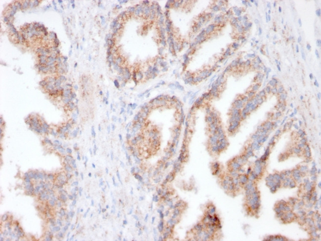 FOLH1/PSMA Antibody in Immunohistochemistry (Paraffin) (IHC (P))