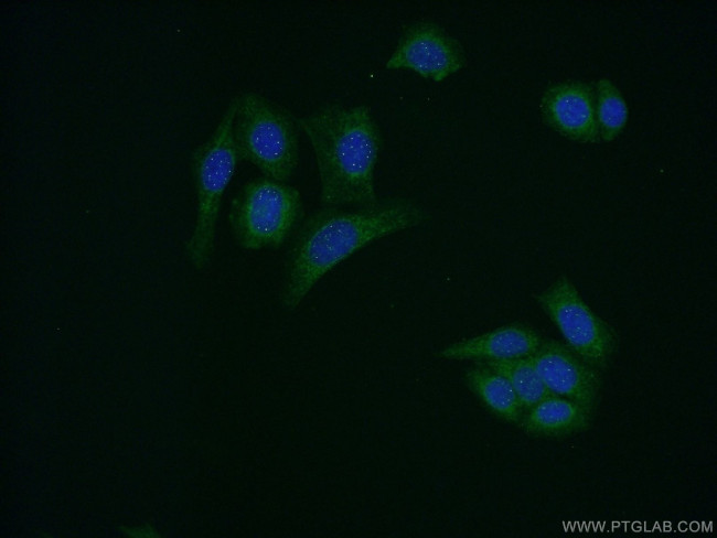 AMH Antibody in Immunocytochemistry (ICC/IF)