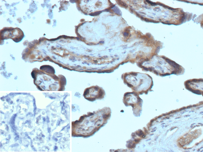 Folate Receptor Alpha (FRalpha)/FOLR1 Antibody in Immunohistochemistry (Paraffin) (IHC (P))