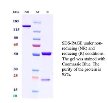 Folate Receptor Alpha (FRalpha)/FOLR1 Antibody in SDS-PAGE (SDS-PAGE)
