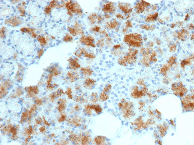 Folate Receptor Alpha (FRalpha)/FOLR1 Antibody in Immunohistochemistry (Paraffin) (IHC (P))