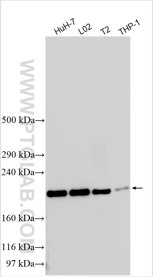 MSL2 Antibody in Western Blot (WB)