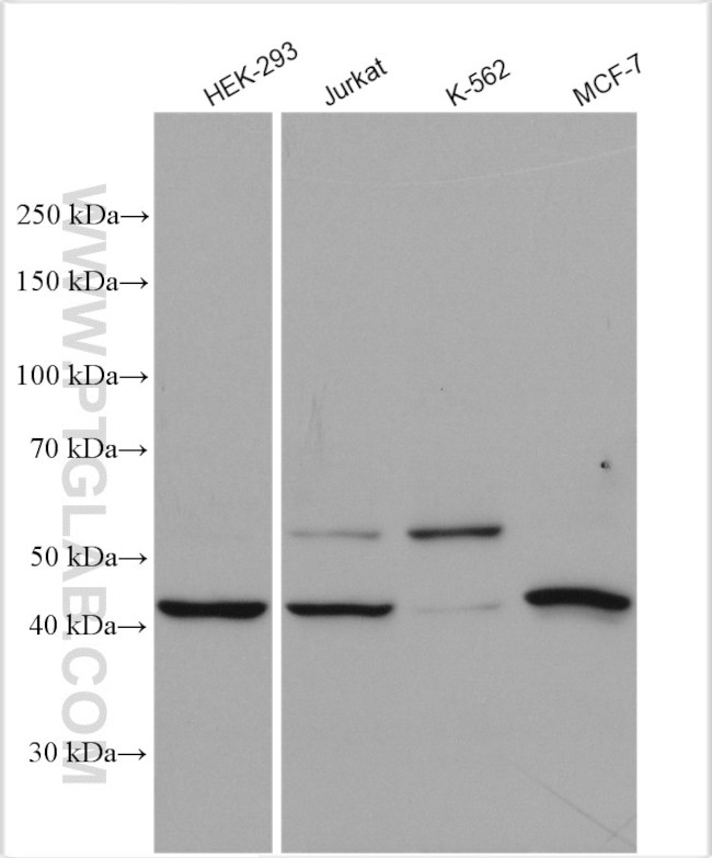 MON1A Antibody in Western Blot (WB)