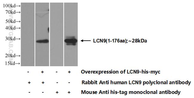 LCN9 Antibody in Western Blot (WB)