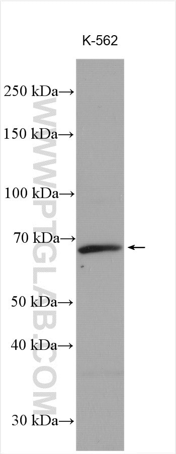 AKNA Antibody in Western Blot (WB)