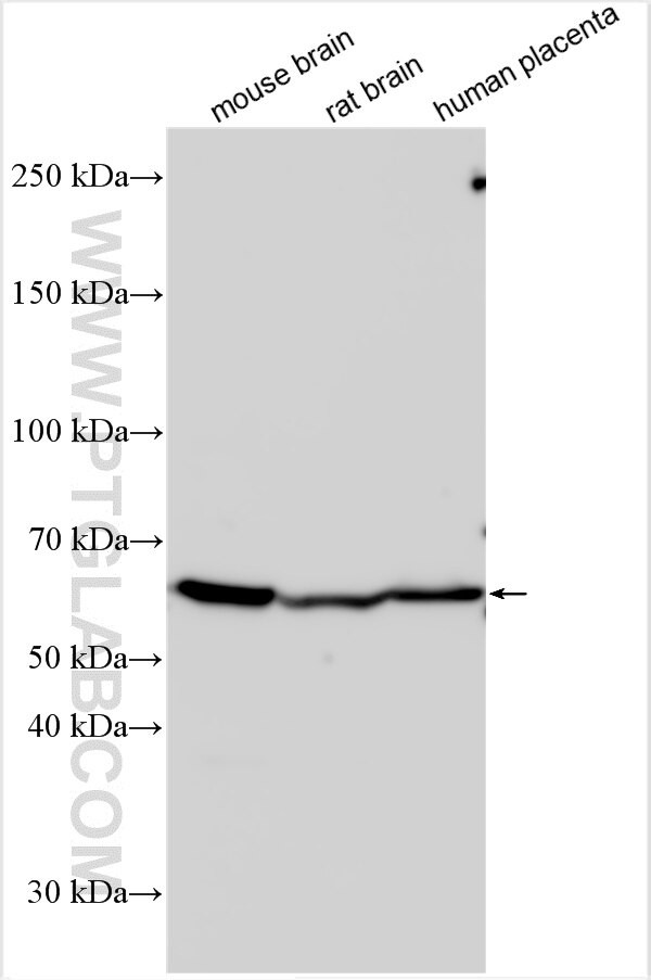 CNGA2 Antibody in Western Blot (WB)