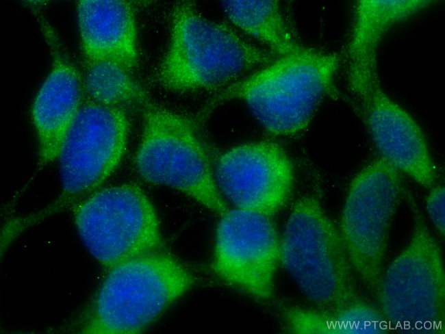NAT8L Antibody in Immunocytochemistry (ICC/IF)
