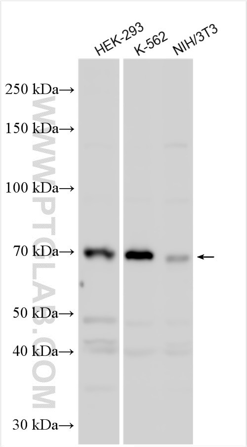 PRPF38B Antibody in Western Blot (WB)