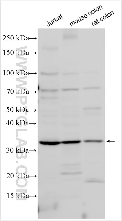 TMEM150 Antibody in Western Blot (WB)
