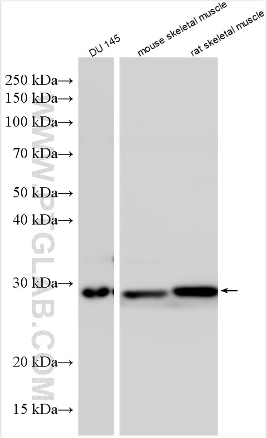 AES Antibody in Western Blot (WB)