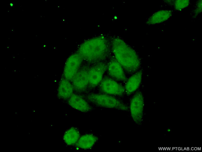 NSBP1 Antibody in Immunocytochemistry (ICC/IF)