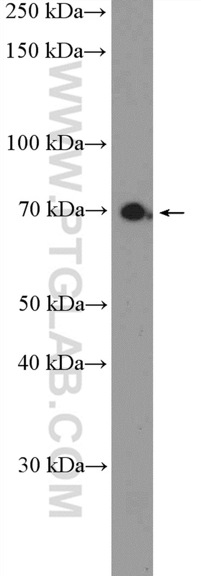 MPEG1 Antibody in Western Blot (WB)