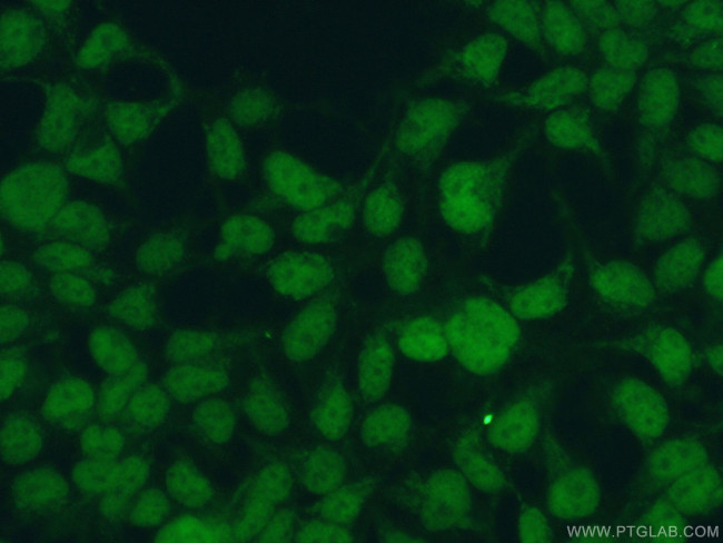 HOMEZ Antibody in Immunocytochemistry (ICC/IF)
