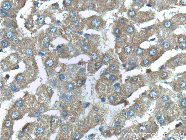 G6PC3 Antibody in Immunohistochemistry (Paraffin) (IHC (P))