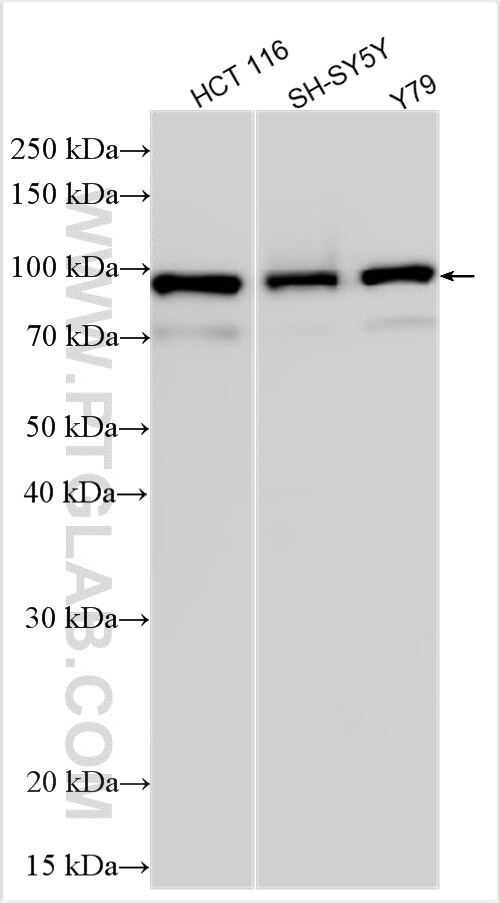 TTLL2 Antibody in Western Blot (WB)