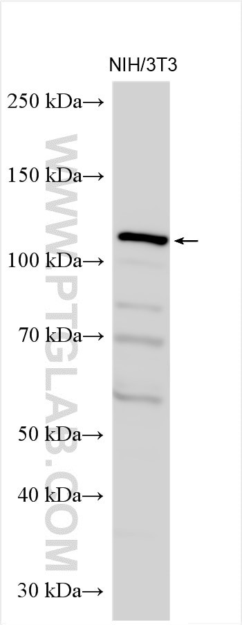 C7orf63 Antibody in Western Blot (WB)