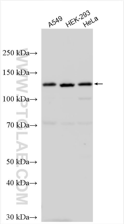 FARP1 Antibody in Western Blot (WB)