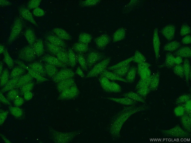 CXorf56 Antibody in Immunocytochemistry (ICC/IF)