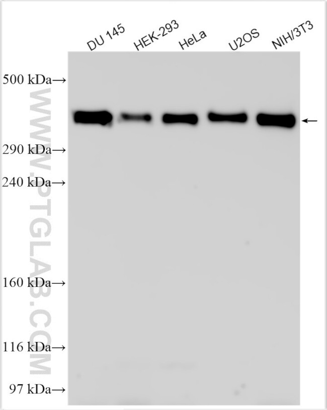 GALNT8 Antibody in Western Blot (WB)