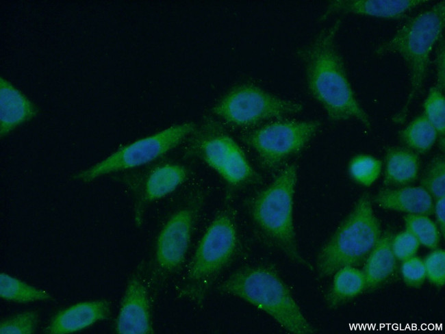 ANKLE1 Antibody in Immunocytochemistry (ICC/IF)